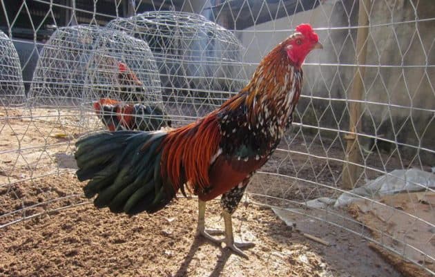 Da ga online khong con kho khan neu nguoi choi so huu nhung meo choi nay